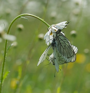 Aporia crataegi (Pieridae)  - Gazé Ardennes [France] 18/05/2007 - 160m