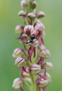 Arge melanochra (Argidae)  Ardennes [France] 17/05/2007 - 140msur Orchis anthropophora