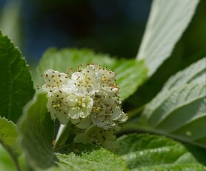 Aria edulis (Rosaceae)  - Alisier blanc, Alisier de Bourgogne, Alouchier, Sorbier des Alpes - Common Whitebeam Meuse [France] 06/05/2007 - 340m