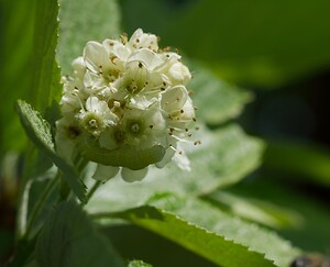 Aria edulis (Rosaceae)  - Alisier blanc, Alisier de Bourgogne, Alouchier, Sorbier des Alpes - Common Whitebeam Meuse [France] 06/05/2007 - 340m