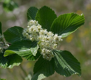 Aria edulis (Rosaceae)  - Alisier blanc, Alisier de Bourgogne, Alouchier, Sorbier des Alpes - Common Whitebeam Meuse [France] 06/05/2007 - 370m