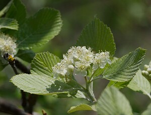 Aria edulis (Rosaceae)  - Alisier blanc, Alisier de Bourgogne, Alouchier, Sorbier des Alpes - Common Whitebeam Meuse [France] 06/05/2007 - 370m