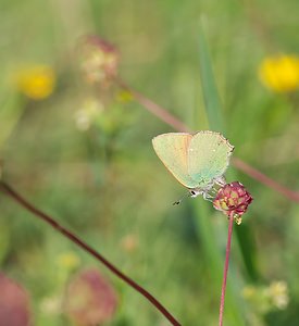 Callophrys rubi (Lycaenidae)  - Thécla de la Ronce, Argus vert - Green Hairstreak Ardennes [France] 18/05/2007 - 160m