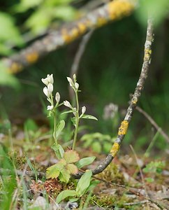 Cephalanthera damasonium (Orchidaceae)  - Céphalanthère à grandes fleurs, Céphalanthère pâle, Céphalanthère blanche, Elléborine blanche - White Helleborine Ardennes [France] 18/05/2007 - 200m