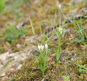 Cephalanthera damasonium (Orchidaceae)  - Céphalanthère à grandes fleurs, Céphalanthère pâle, Céphalanthère blanche, Elléborine blanche - White Helleborine Ardennes [France] 18/05/2007 - 200m