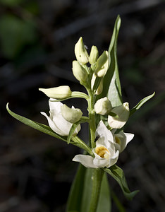 Cephalanthera damasonium (Orchidaceae)  - Céphalanthère à grandes fleurs, Céphalanthère pâle, Céphalanthère blanche, Elléborine blanche - White Helleborine Aube [France] 01/05/2007 - 120m