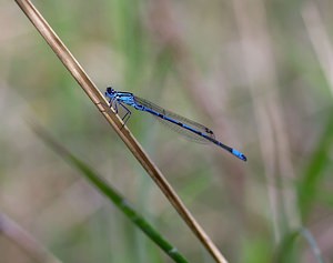 Coenagrion puella (Coenagrionidae)  - Agrion jouvencelle - Azure Damselfly Meuse [France] 07/05/2007 - 150mmale