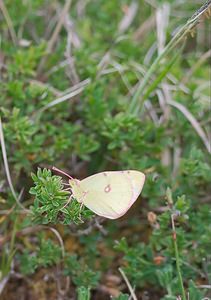 Colias alfacariensis (Pieridae)  - Fluoré - Berger's Clouded Yellow Meuse [France] 05/05/2007 - 280m