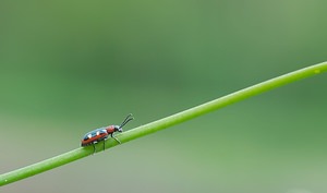Crioceris asparagi (Chrysomelidae)  - Criocère de l'asperge , Criocère porte-croix de l'asperge - Asparagus Beetle Meuse [France] 05/05/2007 - 280m