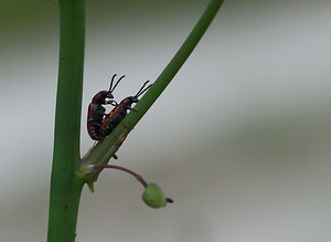 Crioceris asparagi (Chrysomelidae)  - Criocère de l'asperge , Criocère porte-croix de l'asperge - Asparagus Beetle Meuse [France] 05/05/2007 - 280m