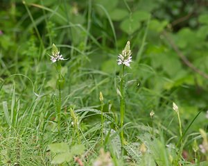 Dactylorhiza fuchsii (Orchidaceae)  - Dactylorhize de Fuchs, Orchis de Fuchs, Orchis tacheté des bois, Orchis de Meyer, Orchis des bois - Common Spotted-orchid Ardennes [France] 18/05/2007 - 200m