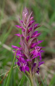 Dactylorhiza majalis (Orchidaceae)  - Dactylorhize de mai - Western Marsh-orchid Meuse [France] 05/05/2007 - 250m