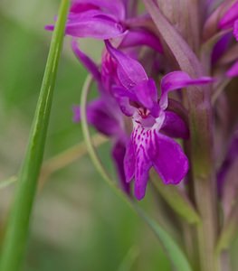 Dactylorhiza majalis (Orchidaceae)  - Dactylorhize de mai - Western Marsh-orchid Meuse [France] 05/05/2007 - 250m