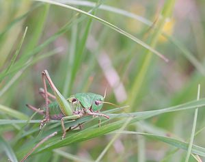 Decticus verrucivorus (Tettigoniidae)  - Dectique verrucivore - Wart-biter Meuse [France] 05/05/2007 - 280m