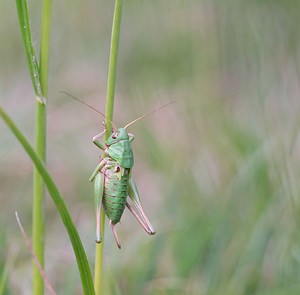 Decticus verrucivorus (Tettigoniidae)  - Dectique verrucivore - Wart-biter Meuse [France] 05/05/2007 - 280m