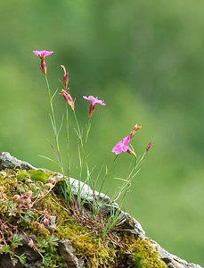 Dianthus caryophyllus (Caryophyllaceae)  - oeillet caryophyllé, oeillet des fleuristes, oeillet giroflée - Clove Pink Ardennes [France] 17/05/2007 - 190m