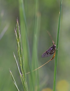 Ephemera vulgata (Ephemeridae)  - Éphémère à trois filets & ailes tachetées Meuse [France] 06/05/2007 - 340m