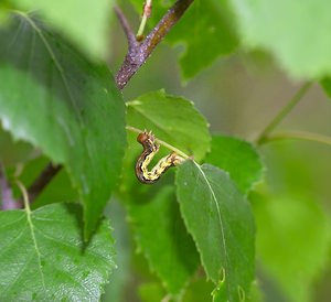 Erannis defoliaria (Geometridae)  - Hibernie défeuillante - Mottled Umber Meuse [France] 07/05/2007 - 150m