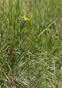 Erysimum cheiranthoides (Brassicaceae)  - Vélar fausse giroflée, Fausse giroflée - Treacle Mustard Meuse [France] 06/05/2007 - 370m