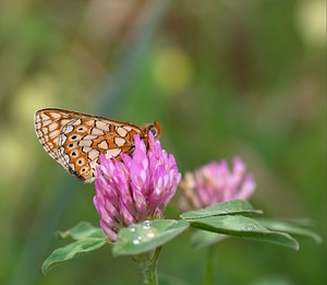 Euphydryas aurinia (Nymphalidae)  - Damier de la Succise - Marsh Fritillary Meuse [France] 07/05/2007 - 150m