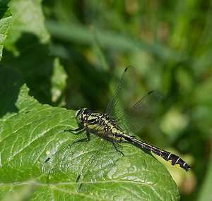 Gomphus vulgatissimus (Gomphidae)  - Gomphe vulgaire - Club-tailed Dragonfly Meuse [France] 06/05/2007 - 340mmale