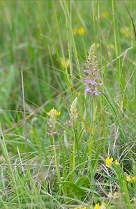 Gymnadenia conopsea (Orchidaceae)  - Gymnadénie moucheron, Orchis moucheron, Orchis moustique - Fragrant Orchid Somme [France] 26/05/2007 - 70m