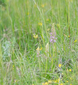 Gymnadenia conopsea (Orchidaceae)  - Gymnadénie moucheron, Orchis moucheron, Orchis moustique - Fragrant Orchid Somme [France] 26/05/2007 - 80m