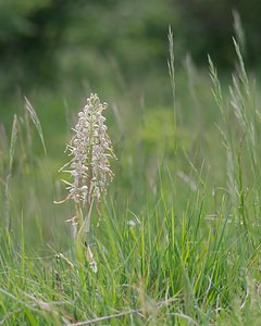 Himantoglossum hircinum (Orchidaceae)  - Himantoglosse bouc, Orchis bouc, Himantoglosse à odeur de bouc - Lizard Orchid Meuse [France] 05/05/2007 - 280m