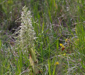 Himantoglossum hircinum (Orchidaceae)  - Himantoglosse bouc, Orchis bouc, Himantoglosse à odeur de bouc - Lizard Orchid Meuse [France] 06/05/2007 - 370m