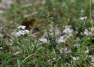 Iberis intermedia subsp. violletii (Brassicaceae)  - Ibéride de Viollet, Ibéris de Viollet Meuse [France] 06/05/2007 - 340m