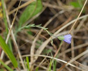 Linum leonii (Linaceae)  - Lin de Léon, Lin d'Angleterre Seine-et-Marne [France] 08/05/2007 - 140m