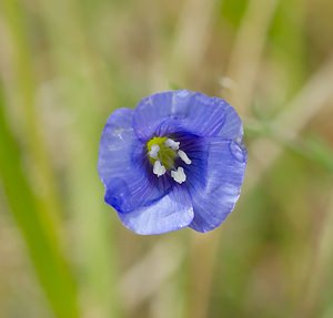 Linum leonii (Linaceae)  - Lin de Léon, Lin d'Angleterre Seine-et-Marne [France] 08/05/2007 - 140m