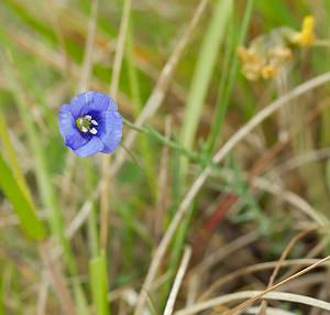 Linum leonii (Linaceae)  - Lin de Léon, Lin d'Angleterre Seine-et-Marne [France] 08/05/2007 - 130m