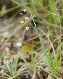 Linum leonii (Linaceae)  - Lin de Léon, Lin d'Angleterre Seine-et-Marne [France] 08/05/2007 - 140m