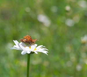 Melitaea parthenoides (Nymphalidae)  - Mélitée de la Lancéole, Mélitée des Scabieuses, Damier Parthénie Ardennes [France] 18/05/2007 - 160m