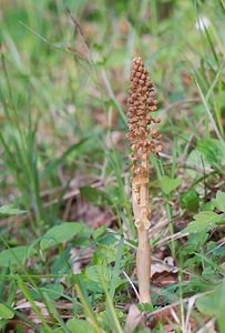 Neottia nidus-avis (Orchidaceae)  - Néottie nid-d'oiseau, Herbe aux vers - Bird's-nest Orchid Vosges [France] 06/05/2007 - 380m