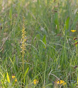 Neottia ovata (Orchidaceae)  - Néottie ovale, Grande Listère, Double-feuille, Listère à feuilles ovales, Listère ovale - Common Twayblade Ardennes [France] 18/05/2007 - 160m