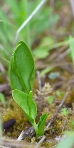 Ophioglossum vulgatum (Ophioglossaceae)  - Ophioglosse répandu, Herbe paille-en-queue, Herbe un coeur, Langue de serpent - Adder's-tongue Meuse [France] 07/05/2007 - 150m