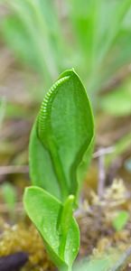 Ophioglossum vulgatum (Ophioglossaceae)  - Ophioglosse répandu, Herbe paille-en-queue, Herbe un coeur, Langue de serpent - Adder's-tongue Meuse [France] 07/05/2007 - 150m