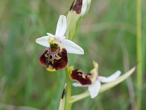 Ophrys fuciflora (Orchidaceae)  - Ophrys bourdon, Ophrys frelon - Late Spider-orchid Meuse [France] 05/05/2007 - 280m