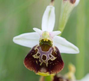 Ophrys fuciflora (Orchidaceae)  - Ophrys bourdon, Ophrys frelon - Late Spider-orchid Meuse [France] 05/05/2007 - 280m