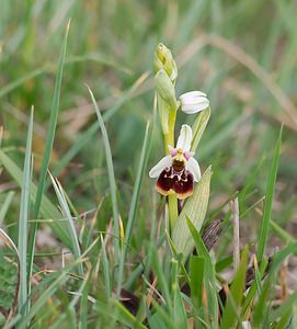 Ophrys fuciflora (Orchidaceae)  - Ophrys bourdon, Ophrys frelon - Late Spider-orchid Meuse [France] 05/05/2007 - 280m