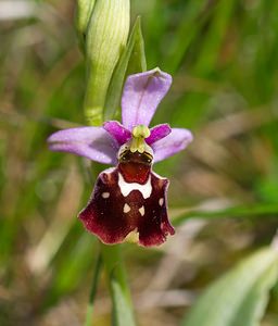 Ophrys fuciflora (Orchidaceae)  - Ophrys bourdon, Ophrys frelon - Late Spider-orchid Meuse [France] 06/05/2007 - 370m