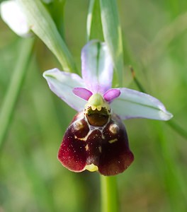 Ophrys fuciflora (Orchidaceae)  - Ophrys bourdon, Ophrys frelon - Late Spider-orchid Vosges [France] 06/05/2007 - 380m