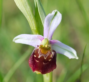 Ophrys fuciflora (Orchidaceae)  - Ophrys bourdon, Ophrys frelon - Late Spider-orchid Vosges [France] 06/05/2007 - 380m