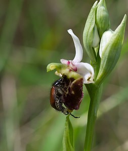 Ophrys fuciflora (Orchidaceae)  - Ophrys bourdon, Ophrys frelon - Late Spider-orchid Marne [France] 08/05/2007 - 130mun cas de pseudo-copulation (lors desquels l'insecte est tromp? par l'apparence de la fleur et s'engage dans une activit? sexuelle... peu pertinente, pendant laquelle la fleur se trouve souvent pollinis?e). Noter la similitude visuelle entre le labelle de l'orchid?e et l'insecte.