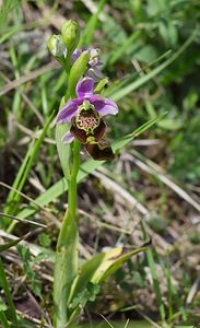 Ophrys fuciflora (Orchidaceae)  - Ophrys bourdon, Ophrys frelon - Late Spider-orchid Ardennes [France] 18/05/2007 - 90mun labelle tr?s inhabituel...