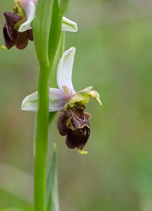 Ophrys x albertiana (Orchidaceae)  - Ophrys d'AlbertOphrys apifera x Ophrys fuciflora. Meuse [France] 07/05/2007 - 150m