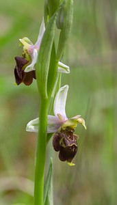 Ophrys x albertiana (Orchidaceae)  - Ophrys d'AlbertOphrys apifera x Ophrys fuciflora. Meuse [France] 07/05/2007 - 150m