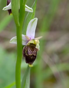 Ophrys x albertiana (Orchidaceae)  - Ophrys d'AlbertOphrys apifera x Ophrys fuciflora. Meuse [France] 07/05/2007 - 150m